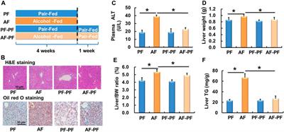 Alcohol Abstinence Rescues Hepatic Steatosis and Liver Injury via Improving Metabolic Reprogramming in Chronic Alcohol-Fed Mice